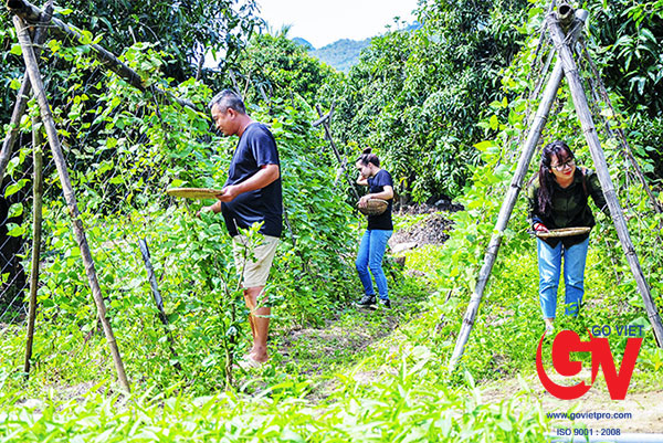 Du khách được trải nghiệm hái rau, trồng trọt khi đến với Farmstay